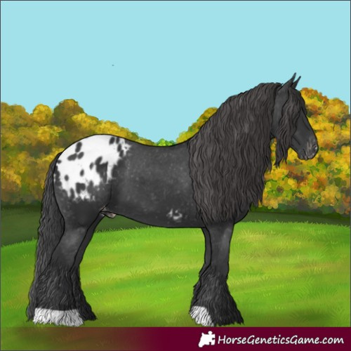 Horse Color:Black Appaloosa 