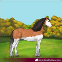 Horse Color:Bay Splash Frame