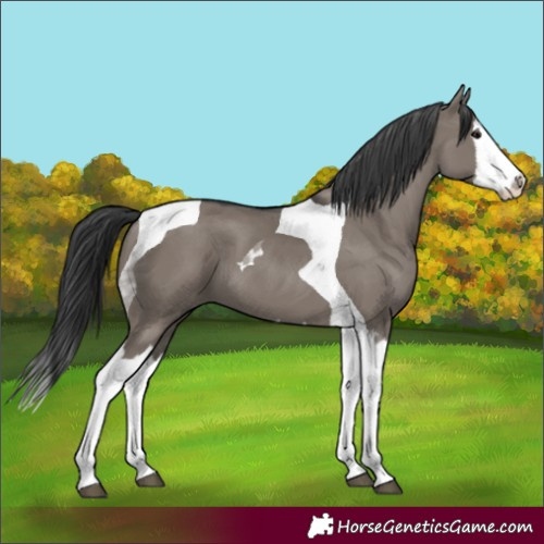 Horse Color:Grullo Splash Tobiano 