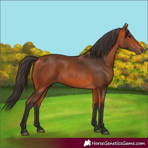 Horse Color:Bay 