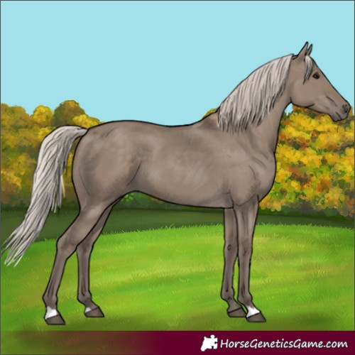 Horse Color:Unknown 