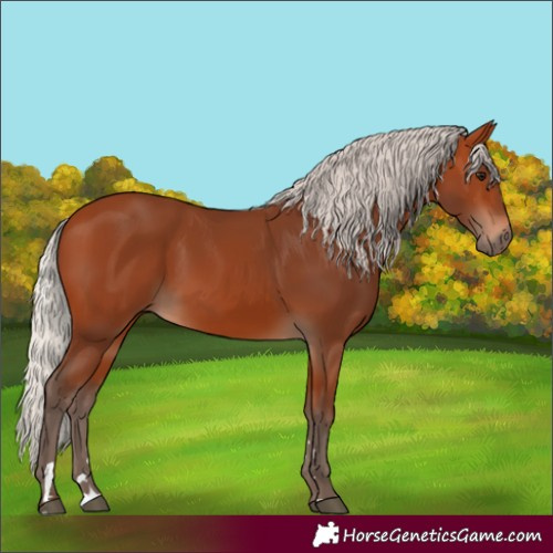 Horse Color:Silver Bay 