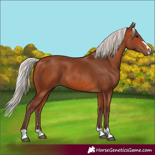 Horse Color:Silver Bay 