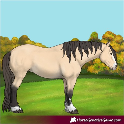 Horse Color:Buckskin 