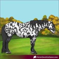 Horse Color:Black Near Leopard 