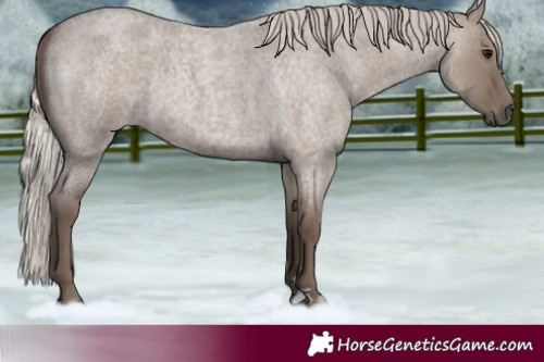 Horse Color:Silver Grullo Roan