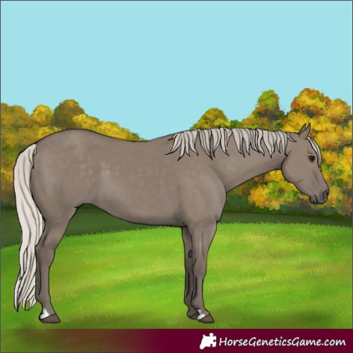 Horse Color:Silver Grullo 