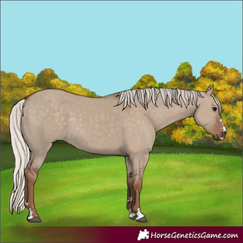 Horse Color:Silver Grullo 