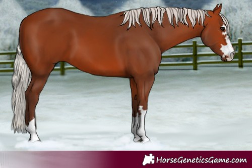 Horse Color:Silver Bay 