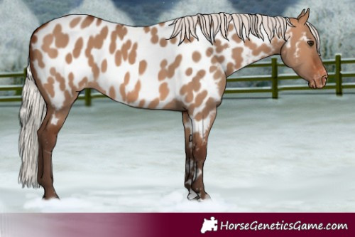 Horse Color:Silver Brown Dun Near Leopard