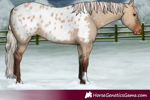 Horse Color:Silver Brown Dun Blanket 