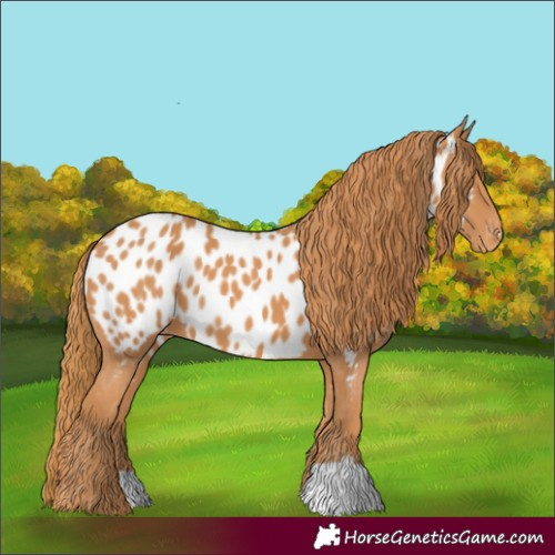 Horse Color:Chestnut Appaloosa 