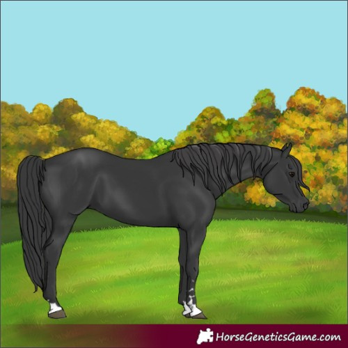 Horse Color:Unknown 