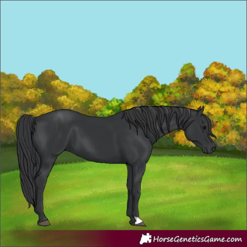 Horse Color:Unknown 
