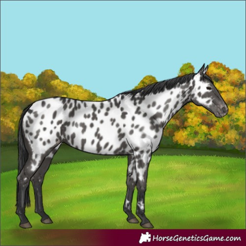 Horse Color:Black Appaloosa 