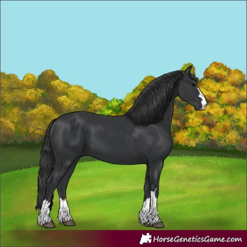 Horse Color:Black 