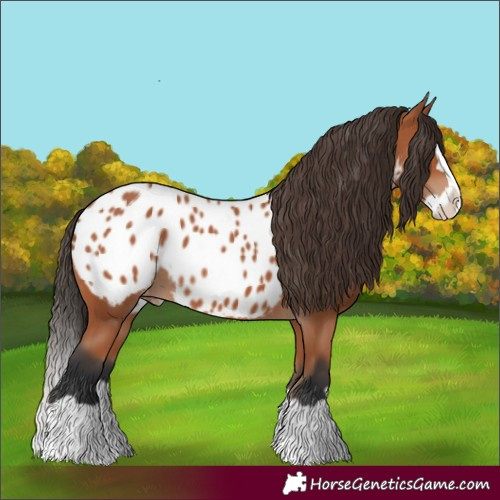 Horse Color:Bay Splash Appaloosa 