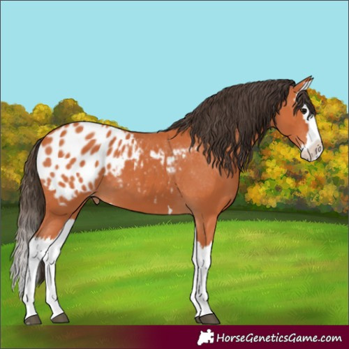 Horse Color:Bay Splash Blanket
