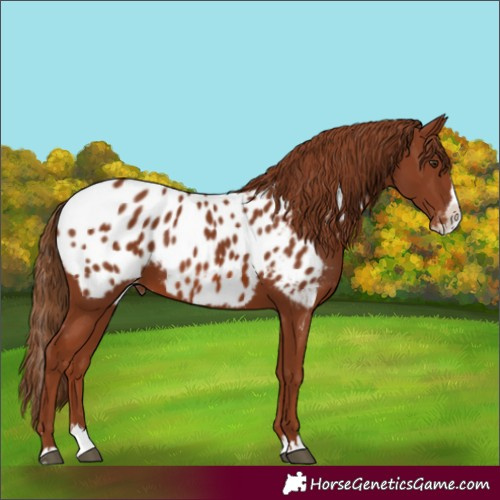 Horse Color:Chestnut Splash Appaloosa