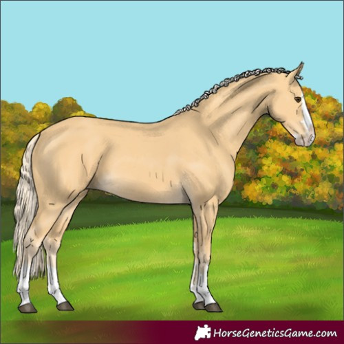 Horse Color:Palomino Splash