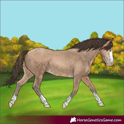 Horse Color:Amber Champagne