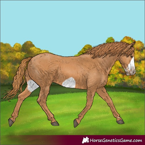 Horse Color:Chestnut Frame 