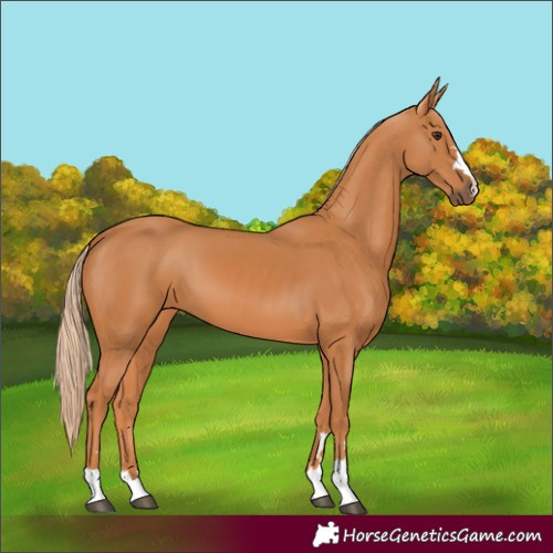 Horse Color:Chestnut 