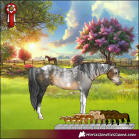 Horse Color:Powder White Gray Buckskin Tobiano Frame