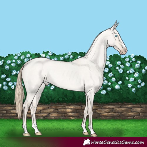 Horse Color:Smoky Creme Roan Dun