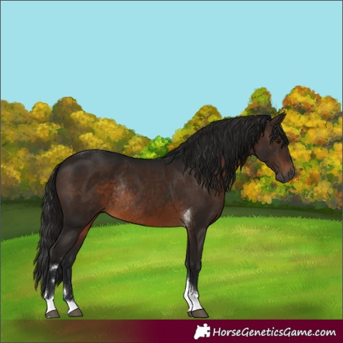 Horse Color:Gray Bay Tobiano Rabicano 