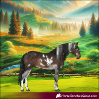 Horse Color:Gray White Spotted Bay Tobiano Rabicano