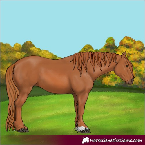 Horse Color:Chestnut 