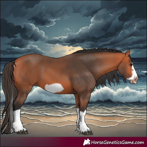 Horse Color:Bay Splash Frame