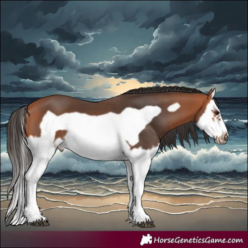 Horse Color:Bay Splash Frame
