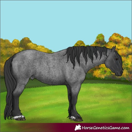 Horse Color:Blue Roan 