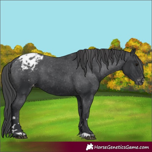 Horse Color:Black Appaloosa 