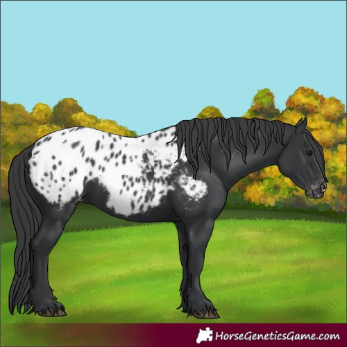 Horse Color:Black Appaloosa 