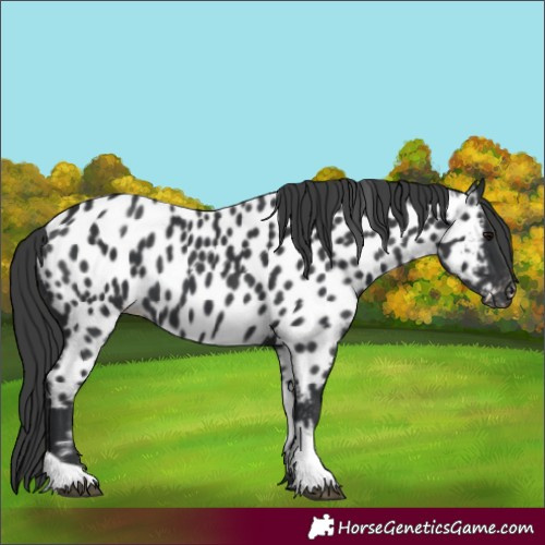 Horse Color:Black Appaloosa 