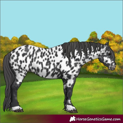 Horse Color:Black Appaloosa 