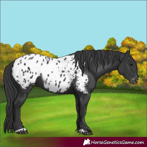 Horse Color:Black Appaloosa 