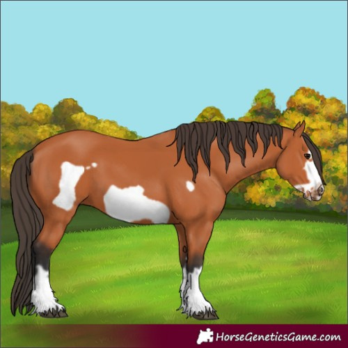 Horse Color:Bay Frame 
