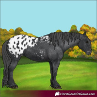 Horse Color:Black Appaloosa