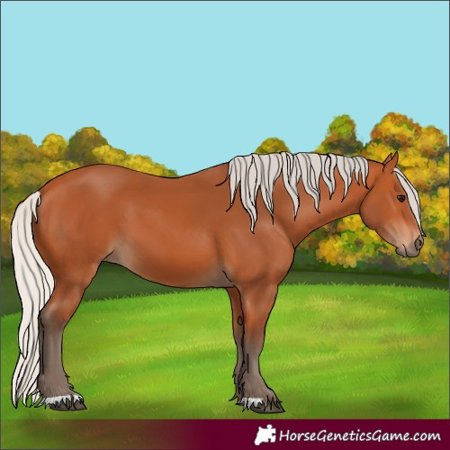 Horse Color:Silver Bay 