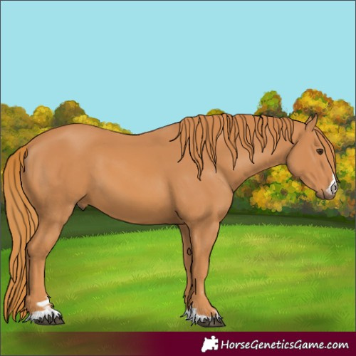 Horse Color:Chestnut 