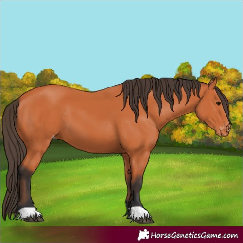 Horse Color:Bay Varnish 