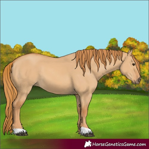 Horse Color:Red Dun