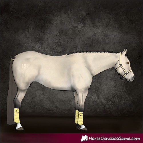 Horse Color:Buckskin Dun 