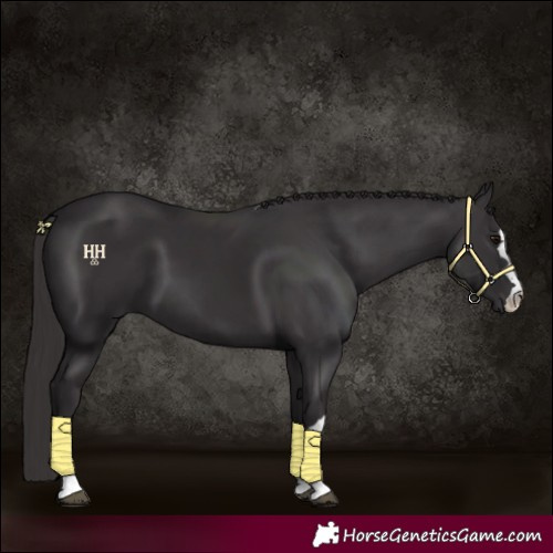 Horse Color:Smoky Black 
