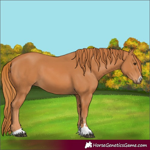 Horse Color:Chestnut 