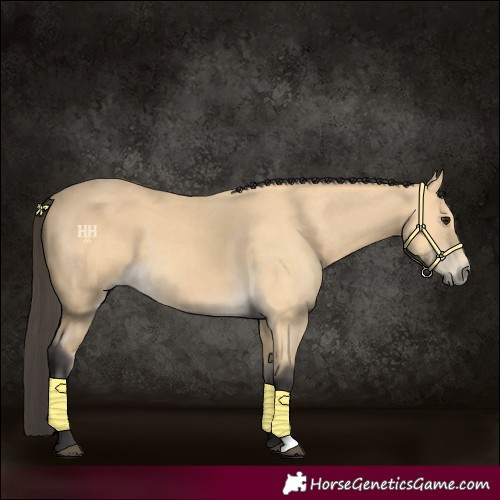 Horse Color:Buckskin 
